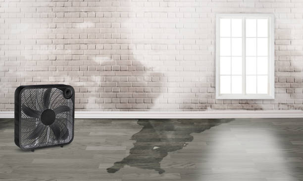 Best Fire Damage Restoration  in Severance, CO